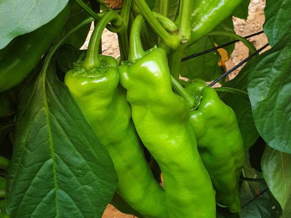 Botrytis en pimiento