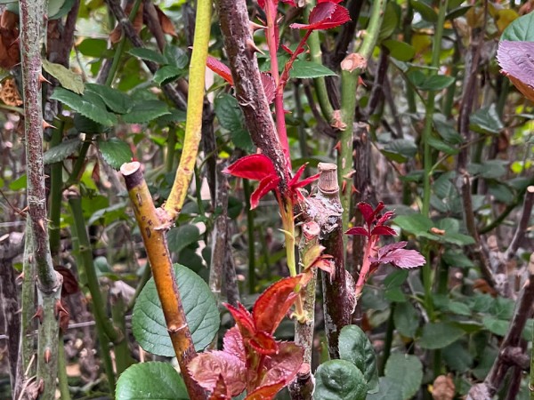 Detail of a rose bush after pruning. Budding of new shoots.