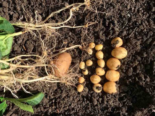 Enraizante y bioestimulación radicular: mucho más que raíces