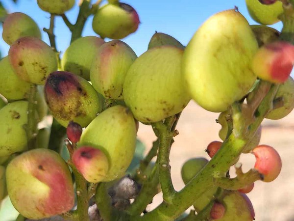 Pistachio flowering: keys to Improving fruit set