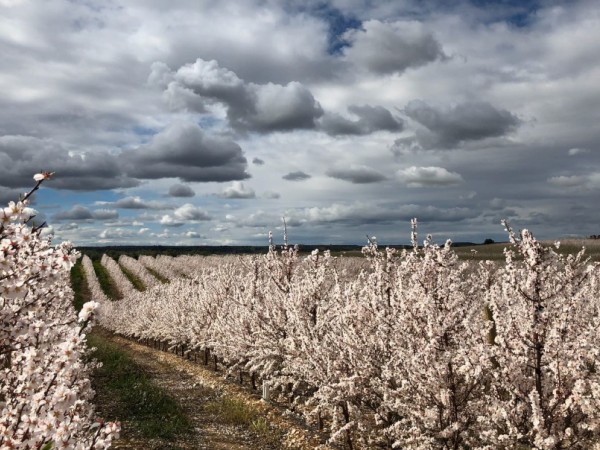 Biostimulants for almond tree flowering