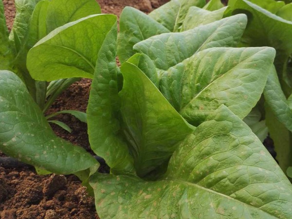 Mildiu en lechuga, en busca de aliados para su control
