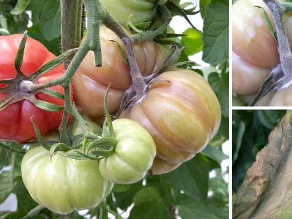 Botrytis en tomate: estrategias de prevención y control