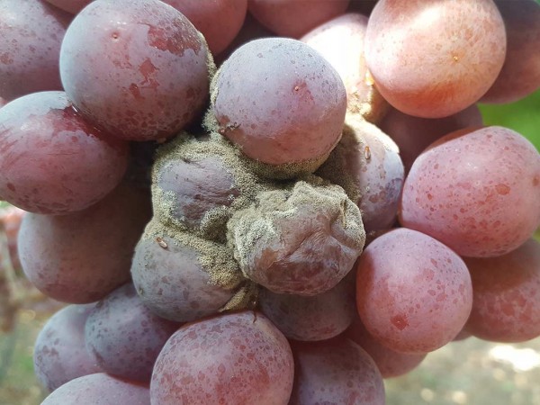 how to eradicate botrytis from grapes