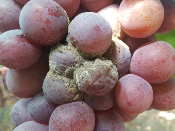 cómo erradicar la botritis de la uva