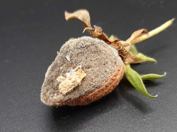 Botrytis en fresa: aprende a controlar la enfermedad