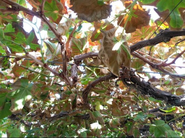 Control of Scaphoideus titanus on grapevines