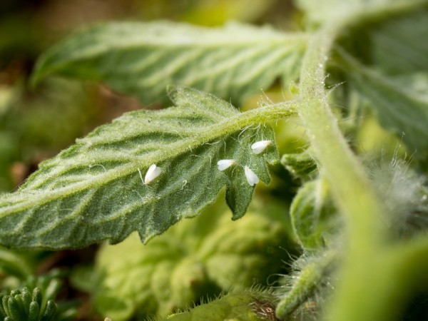 Eliminar la mosca blanca