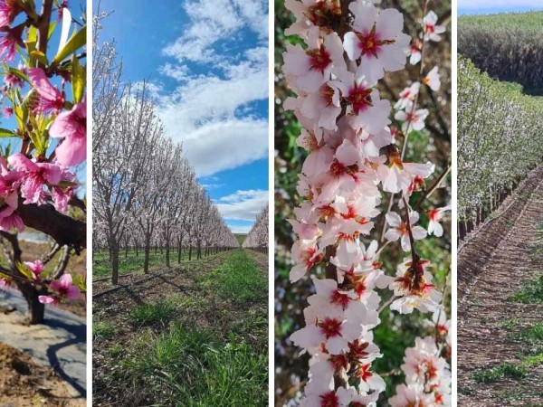 Floración y cuajado en frutales de hueso y pepita