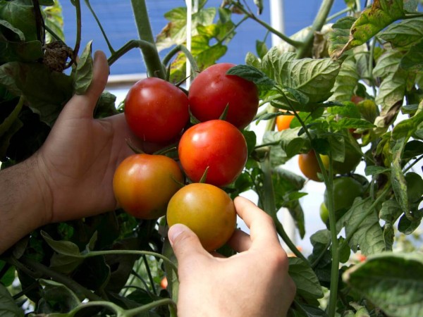 Calcium in tomato nutrition