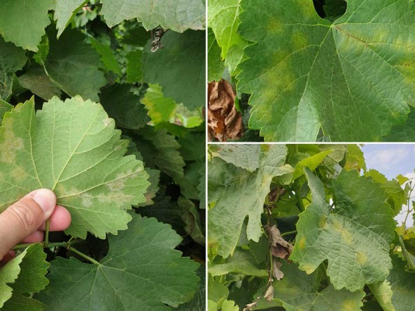 Control of diseases in grapevine: prevention and strategy