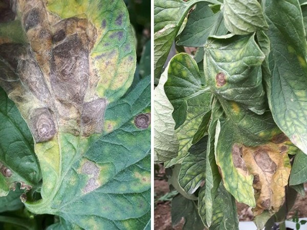 Alternaria en tomate: qué debes saber para su control