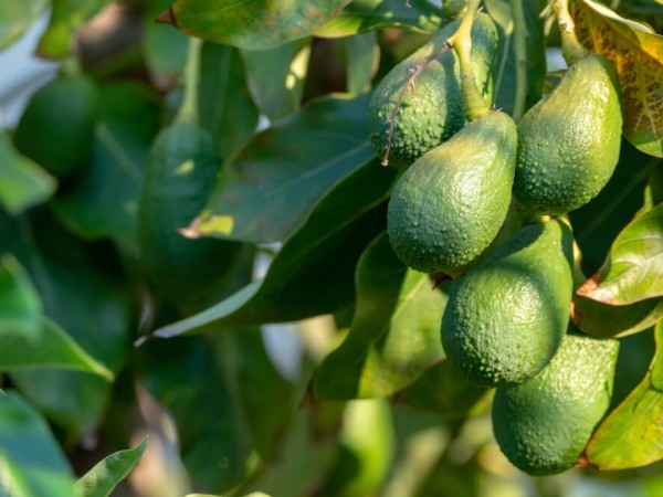 El calcio en frutos tropicales y su papel en la calidad final