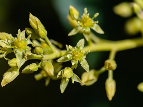 Avocado flowering: key aspects of management