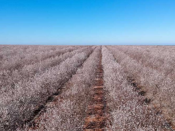 Almendro superintensivo: claves para maximizar la producción