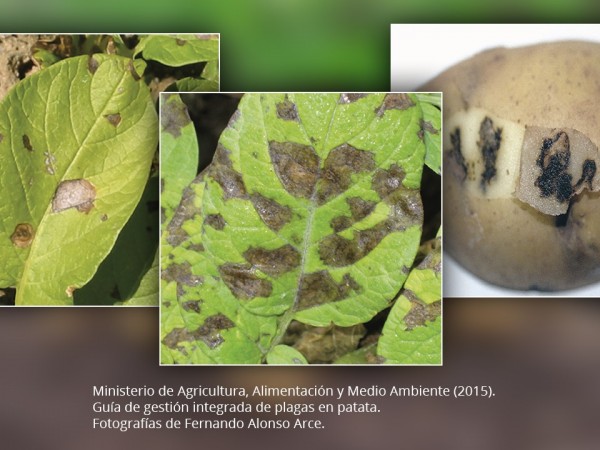 Alternaria en patata: identificación y control