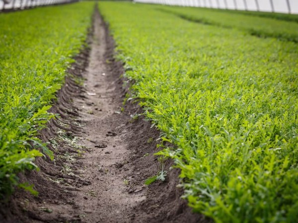 Arugula cultivation