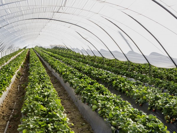 Trasplante en fresa: asegurar el establecimiento del cultivo