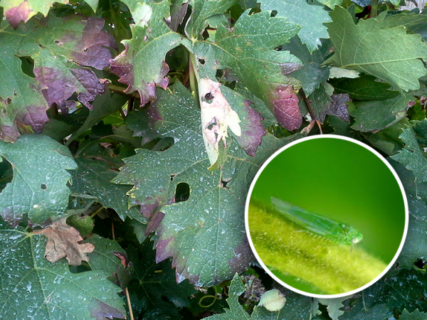 Mosquito verde en viña: cómo hacer frente a esta plaga