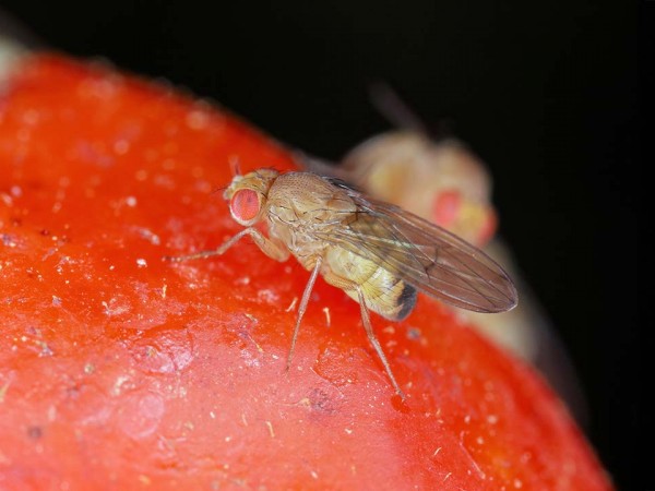 Drosophila suzukii en berries: estrategias de biocontrol.