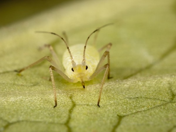 Lettuce aphid: control strategies