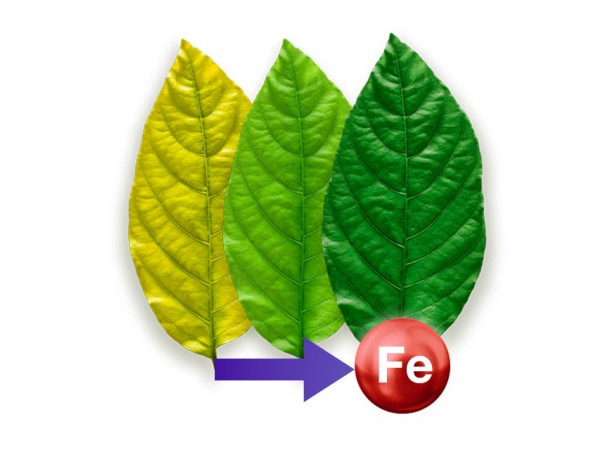 Hierro en las plantas y corrección de la clorosis férrica