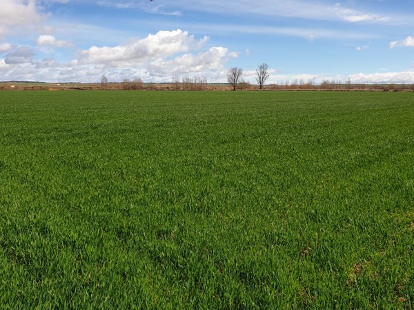 Keys to the use of post-emergence herbicides on cereal crops