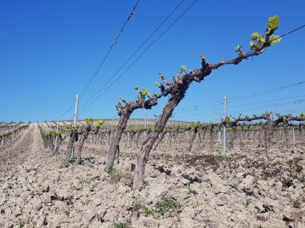 The grapevine cycle begins: how to stimulate bud break