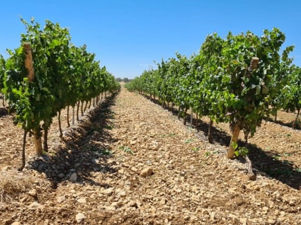 Copper for grapevine downy mildew: how to reduce its use