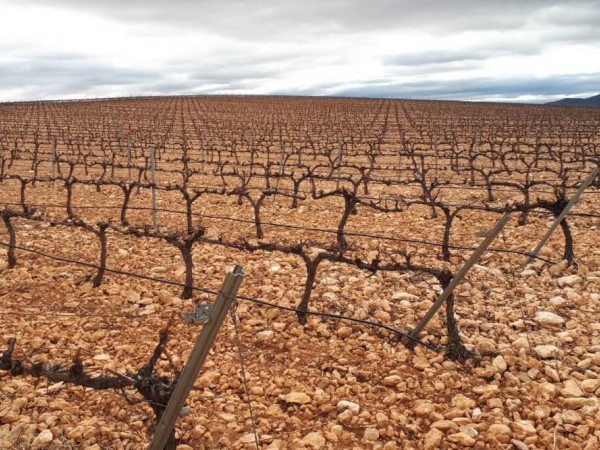 Poda de la viña y estrategia para una brotación óptima