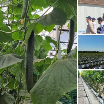 Seipasa, Viva Orgánica y Natural Grow: un reto por delante