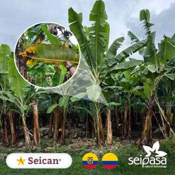 Seipasa launches Seican for black sigatoka in bananas