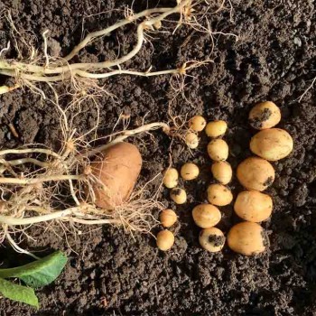 Enraizante y bioestimulación radicular: mucho más que raíces