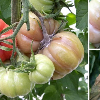 Botrytis en tomate: estrategias de prevención y control