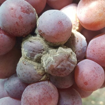 cómo erradicar la botritis de la uva