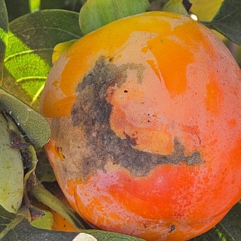 Controlling thrips in persimmons