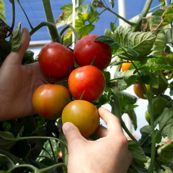 Calcium in tomato nutrition