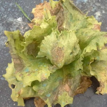 Lettuce diseases: prevention and control strategies