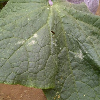 Cucumber powdery mildew: how to control the disease