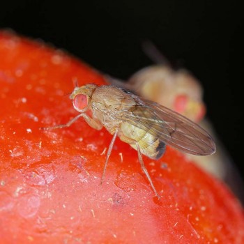 Drosophila suzukii en berries: estrategias de biocontrol.