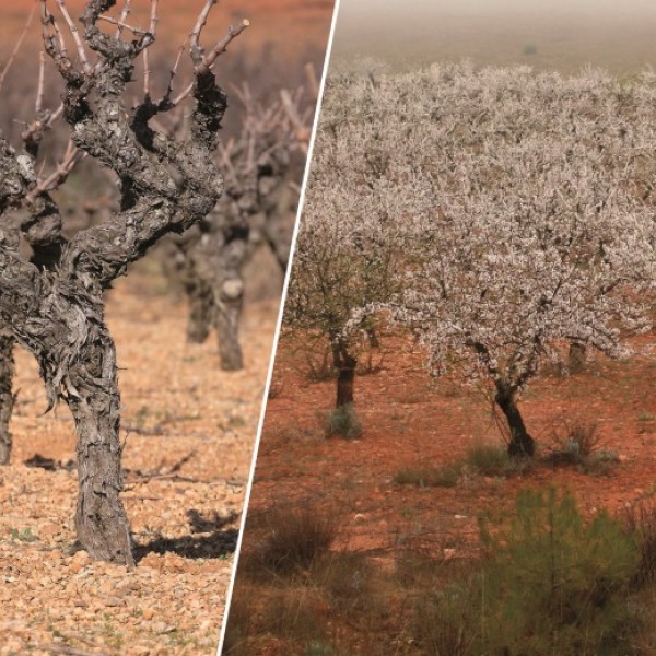 Pirecris to fight Xylella fastidiosa vectors in vineyard and almond crops
