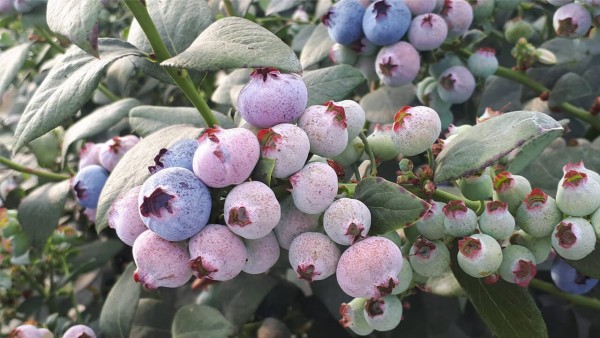 Botrytis en arándano