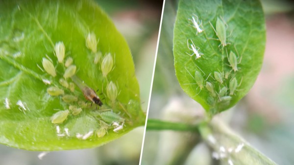 Control de pulgón en pimiento