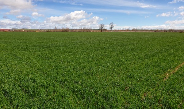 Keys to the use of post-emergence herbicides on cereal crops