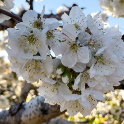 La floración del cerezo: tratamientos que conducen a la máxima calidad