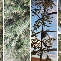La floración del olivo: tratamientos bioestimulantes para incrementar el rendimiento