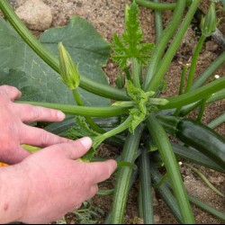 Bioestimulantes para el cuaje en calabacín