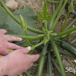 Mayor peso y calidad en hortícolas con menor aplicación de productos hormonales