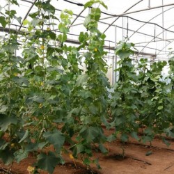 Biopesticidas, bioestimulantes y nutricionales: El Centro Experimental de SEIPASA marca la diferencia en I+D+i