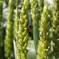 Cereales: Cómo incrementar el ahijado y el número y peso de los granos